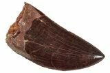 Serrated, Carcharodontosaurus Tooth - Stunning Preservation #241380-1